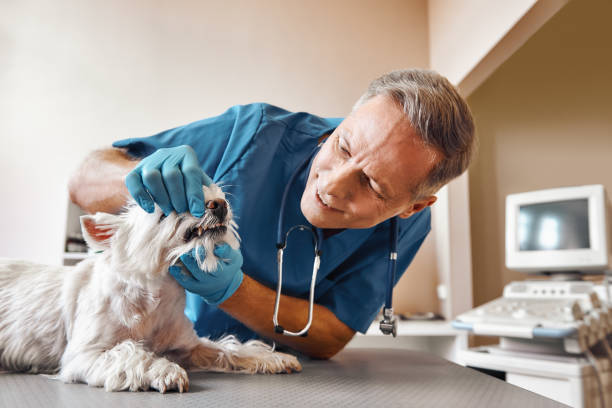 Best Emergency Denture Repair in Dexter, MO